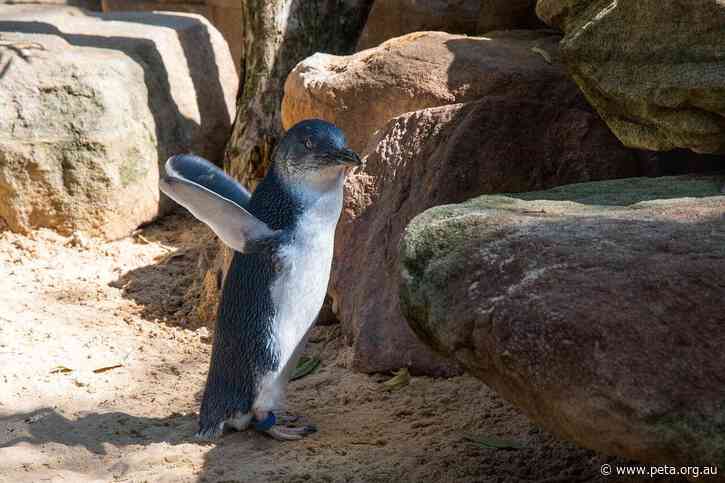 Pluck Chicken From Plates to Protect Phillip Island Penguins
