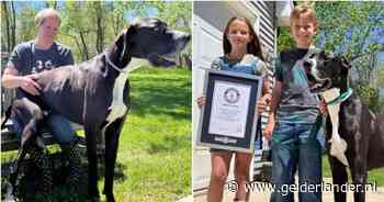 Eigenaar verscheurd door verdriet: grootste hond ter wereld Kevin (3) gaat onver­wachts dood