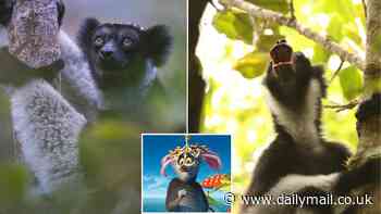 Lemurs in the wild serenade each other with a distinct rhythm, study finds - suggesting the ability to sing evolved early in primates