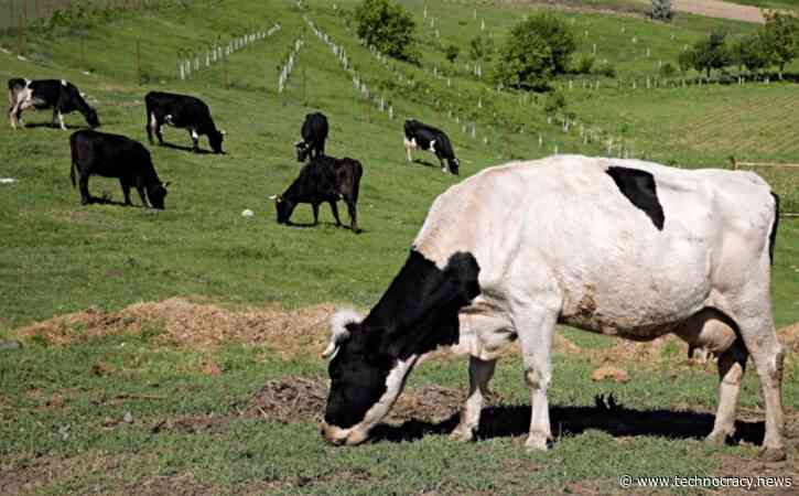 Flatulent Cows, Sheep, And Pigs Face World’s First Carbon Tax In Denmark