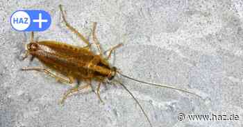 Schabenbefall in hannoverschem Studierendenwohnheim: Kammerjäger zerstört Mobiliar – wer muss zahlen?