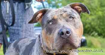 SM5 postcode has the highest number of XL Bullies in Sutton