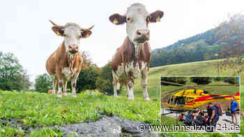 Kuhherde attackiert drei Frauen – Mama (†40) tot, Töchter (20/23) teils schwer verletzt