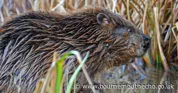Beavers found living on the River Stour in Dorset