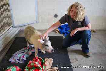 Wellness for all: Adobe Veterinary Center keeps large animals health