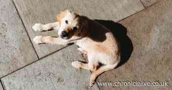 RSPCA says 'dogs can die on hot walks' in UK-wide warning to owners