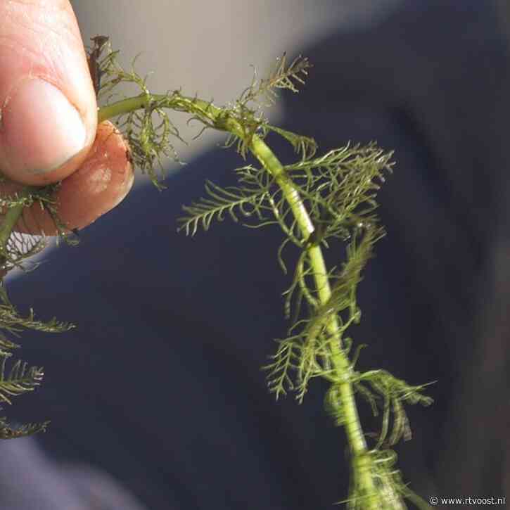 Natuurmonumenten wil korte metten maken met woekerende waterplanten in Weerribben-Wieden