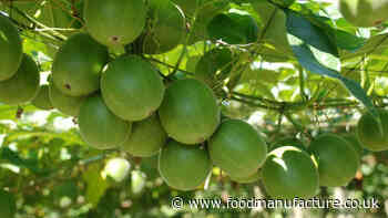 Monk fruit decoctions not a novel food, rules FSA