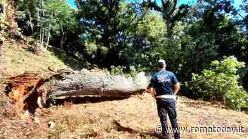 Albero crolla al Gianicolo e danneggiata la cancellata