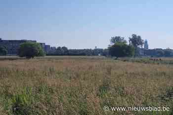 Grote Weide wordt natuurbelevingszone en overstromingsgebied: “Om wateroverlast in het centrum te vermijden”