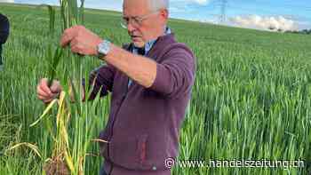 Tummelfeld für Hase und Lerche