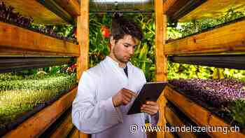 Indoorfarming über den Dächern von Zürich
