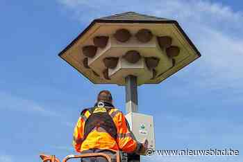 Geluid moet zwaluwkuikens naar speciale til lokken, want door werken aan station moet kolonie tijdelijk verhuizen