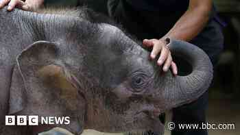 World's smallest elephant in danger of dying out