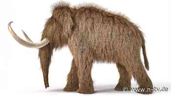 "Was geschah, ist ein Rätsel": Inzucht ließ Wollhaarmammuts nicht aussterben