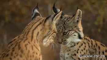 Check out the elephants at risk of extinction, and the wild cats that are bouncing back
