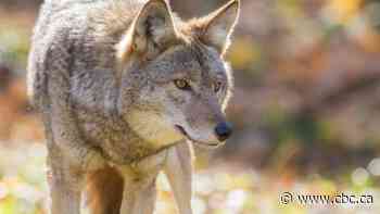 Beware of coyote 'protecting its territory' in Hamilton conservation area, officials say