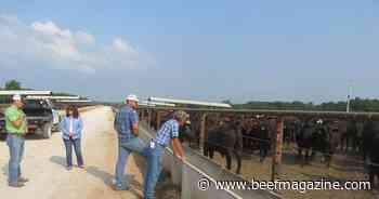 MU Extension to host 3 feedlot educational events this summer