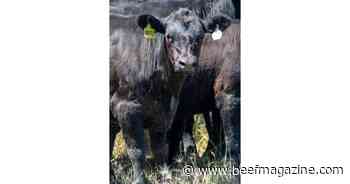 What’s your marketing plan for beef-on-dairy calves?