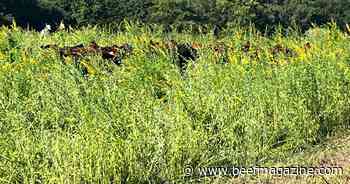 Sunn hemp can boost summer pastures
