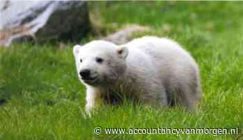 Brabant Accountants & Belastingadviseurs adopteert ijsbeer