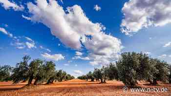Krisentreffen fürs Olivenöl: Überlebt die Olive den Klimawandel?
