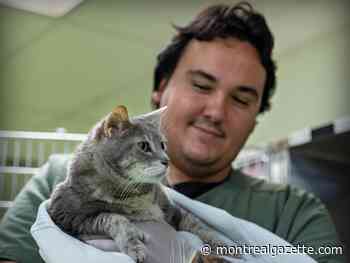 The Montreal SPCA is crowded with pets awaiting adoption, even before Moving Day