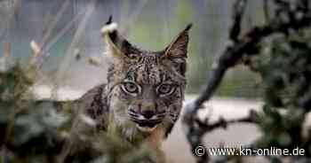 Vom Aussterben bedroht: Rote Liste wächst binnen eines Jahres um 1000 Tiere an