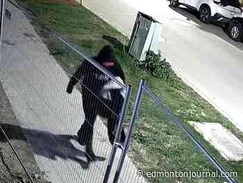 Man wanted after construction site security guard stabbed: Edmonton police