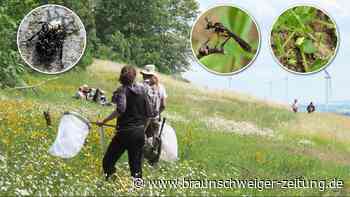 Natur-Erfassung auf der Asse: Unten Atommüll, oben Artenvielfalt