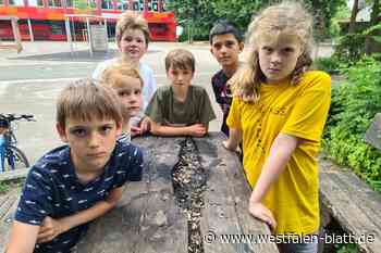 Ruf nach Videoüberwachung auf dem Schulhof