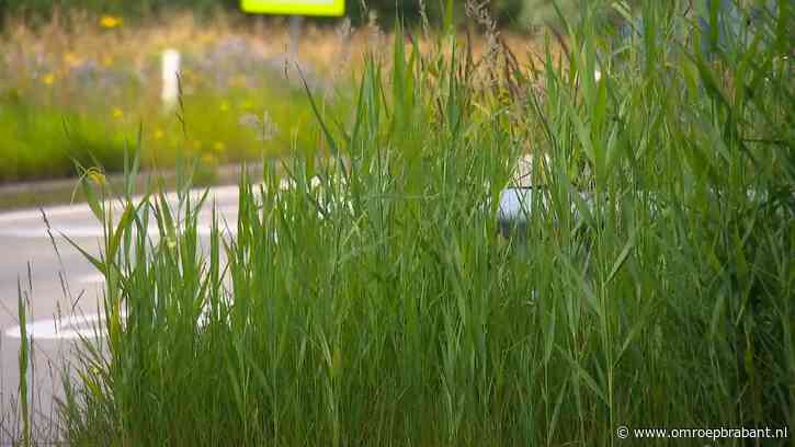 Hoge bermen belemmeren het zicht op de weg, maar maaien kan niet zomaar