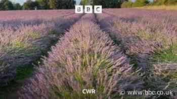 Bubbenhall lavender on the box