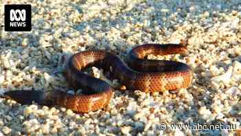 Rare sea snake lives in a WA reef near where Woodside proposes to drill for gas