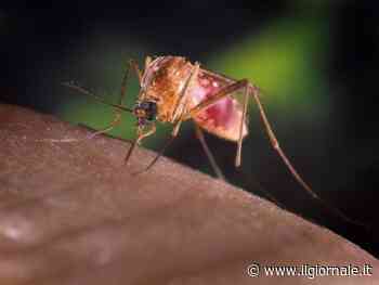 Febbre West Nile, primo caso autoctono in Italia