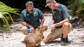 Female capybara goes to Florida as part of a breeding program for the large South American rodents