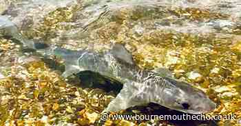 Smoothead shark spotted swimming at Highcliffe Beach