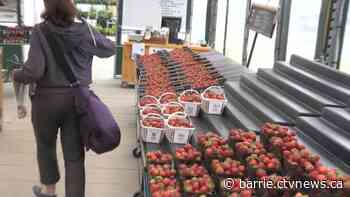 Strawberry season comes to an early end