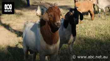 Reopened outback abattoir creates a business boom as it attracts 200 workers