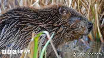 Evidence of beavers found along river