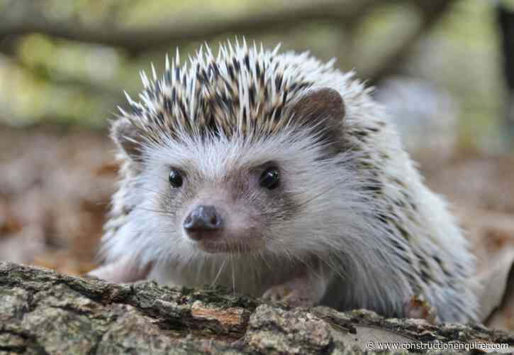 Housing giants to build bird nests and hedgehog highways
