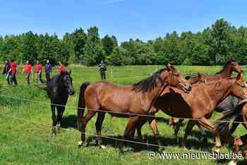 Vrijbroekpark koopt extra stuk weiland aan in Wilgernis: “Er groeit waardevol grasland”
