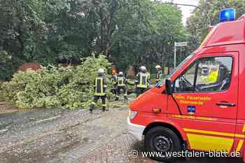 Baum kracht in Haldem auf die Straße