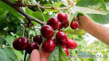 Steinhöringer (67) stürzt beim Kirschenpflücken und kämpft nun um sein Leben