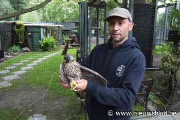 Opvangcentrum ziet recordaantal jonge slechtvalken binnen komen