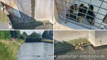 "Wieder glücklich vereint": Feuerwehr Vöhringen befreit Entenfamilie