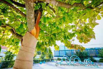 10.000 Euro Schaden: Rätselhafter Baum-Vandalismus in Schloß Neuhaus