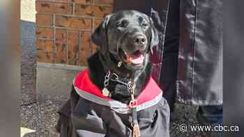 Doug the dog gets dressed up to graduate alongside Sask. teen with autism