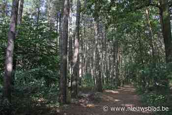 Nieuwe ruiter-, fiets- en wandelpaden moeten recreatiedruk op Zoerselbos beter spreiden