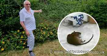 Man dumps dead rat on Three Rivers District Council desk